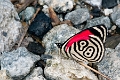 NYMPHALIDAE, Diaethria marchalii